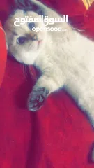  1 قط سكوتش فولد ابيض