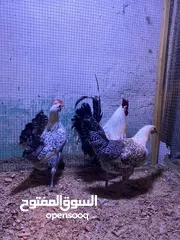  4 السلام عليكم دجاج برانكز فيومي مصري صحه جيده وفول بيض   