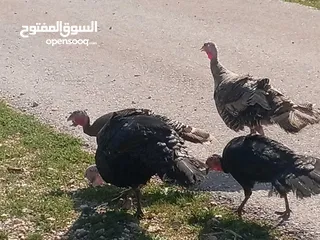  4 طقم حبس بسم الله ما شاء الله نخب النخب صحه ونضافه شغال 100/100 في منهم ثنتين طامات وحده ع 15 بيضه