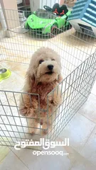 1 POODLE MALE 9 MONTHS OLD WITH MICROCHIP