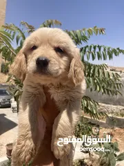  20 جولدن ريتريفر بريطاني آصلي  Golden retriever pure اعلى مستوى في الشرق الاوسط