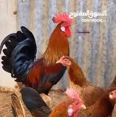  1 الي عنده دجاج عرب او كتاكيت بسعر مناسب اخوان لايقصر