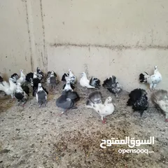  2 حمام هزاز للبيع