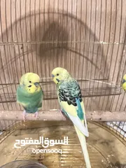  3 Parrots for sale