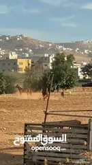  5 مهره عربيه غير مسجله