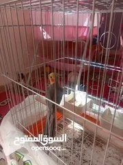  3 البيع كوكتيل