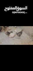  1 صوص بلدي للبيع