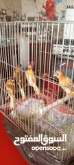  4 4 كنار شبه شغالات نظافه ولون او البدل على كوكتيل اليف
