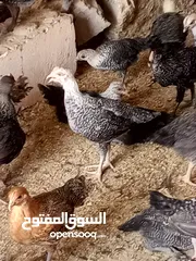  1 موجود الف طير بلدي عمر شرين و نص  مأخذ كل المطاعم و خالي من اي امراض كفاله  السعر عالكوم 2.75