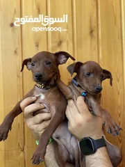  4 “للذوّاق فقط – Mini Pinscher بيور راقٍ ونادر