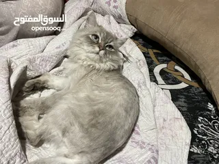  3 قط شانشيلا ذكر معقم للبيع ......قط للبيع