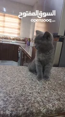  2 سكوتش ستريت عمره 3شهور بسعررر رمزززي