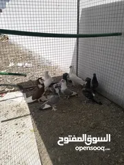  4 حمام زينه برخص