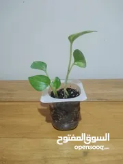  3 أصيص نبات ظل - بوتس