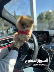  1 بوميرينيان تي كب بيور للبيع