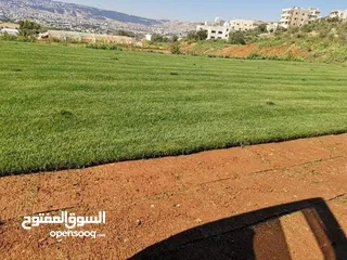  24 مشاتل الاندلس لانتاج وبيع جميع انواع الاشجار المثمره واشجار الزينه البلديه والمستوردة