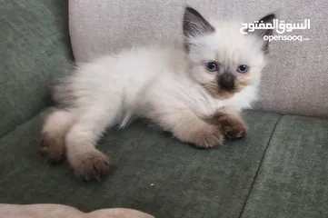  2 قطط هملايا للبيع ألطف وأجمل صحاب للبيت  صحية، مطعمة، وبتعشق اللعب