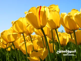  3 تسوية للأيجار / 70 دينار شاملة استهلاك  الماء كاملا والكهرباء لحد 50 كيلو / اربد / حنينا