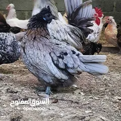  3 صيصان للدجاج الحبحب الكويتي