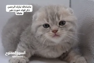  28 سكوتش كيتن فولد وستريت الوان مميزه ليلك ومشمشي وغيرها 15 كيتن