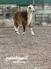  3 كباشه كبار