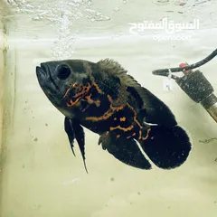  2 اسماك اوسكار المفترس