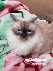  1 قطط شيرازي وهيمالايا للبيع