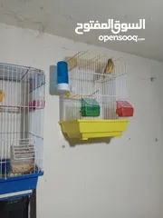  1 كنار للبيع