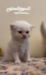  2 Persian kittens