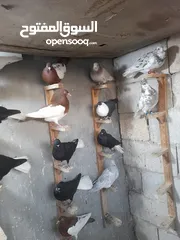  3 متاح طيور حمام مخاليف وفراخ
