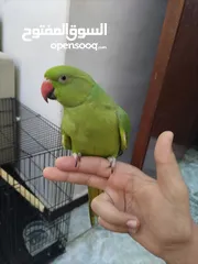  6 4 Months old parrot + cage /ببغاء عمره 4 شهور