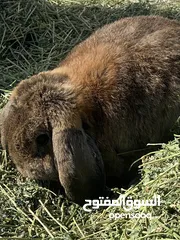  17 أرانب بصحة فوق الممتازه و مأكل ومشرب من افضل ما يكون مختلفة الأنواع و الأحجام والأعمار للبيع حصرا