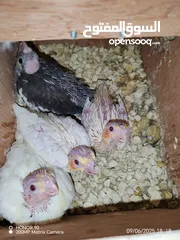  8 فراخ درة وفراخ كوكتيل للزق اليدوي