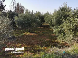  9 قطعة أرض مميزة في السلط الصبيحي سيحان بسعر مغري بمنطقة جميلة