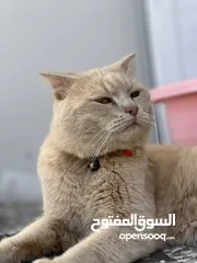  25 قطط سكوتش للبيع