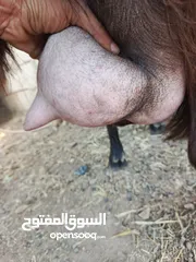  1 تبارك الله موجود عنزين كفاله حليب السن ريشه الحبه وجمع نظيف موجود شعاري اثنتين لحم ومقنوي يقطع من 17