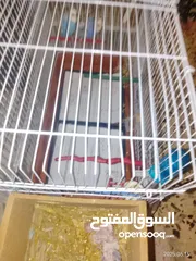  2 طيور للبيع