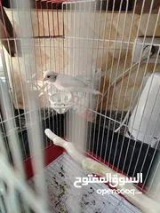  3 طيره كناري بيضا للبيع