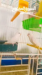  5 جواز وحبات طيور