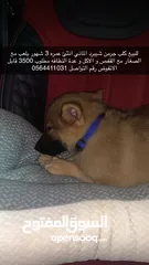  1 كلب جرمن شيبرد انثئ