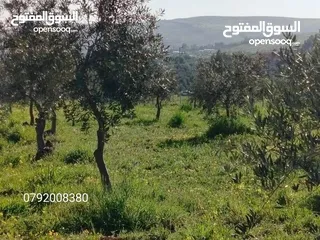  11 اجمل مزرعه بافضل سعر جاهزه مشجره منطقه دحل جرش