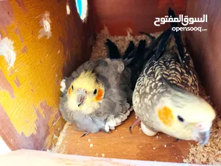  2 زوجين كوكتيل