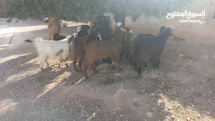  7 10جدايه لحم طيبات