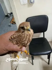  2 صقر حر للبيع