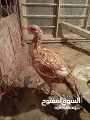  3 دجاج هندي للبيع