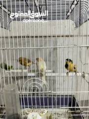  5 متاح بعد الصلاه على النبي كنار ذكور و اناثي المعني اقرا الوصف