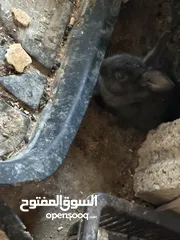  2 كوم ارانب للبيع العدد 7 اناثي ثنتين معاشير وحده ولادتها قريبه مع 5 فراخ 2 فرنسيات عمر 40 يوم و3 بلدي