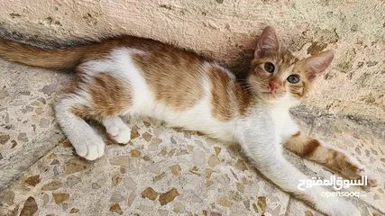 2 قطط للتبني