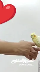  2 كوبلة كالوبسيت (كوكتال) (فومالة مدريسية)