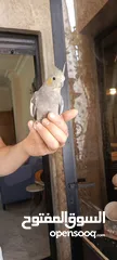  3 ببغاء كوكتيل